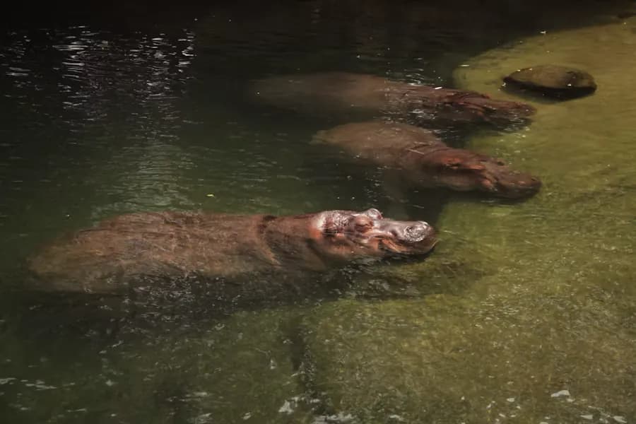 Zoos: Current Art 2