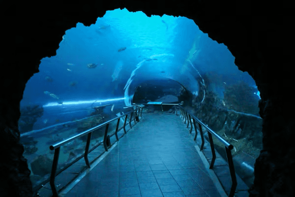 Aquariums Art 1