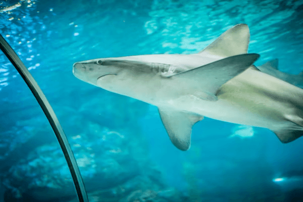 Aquariums Art 2