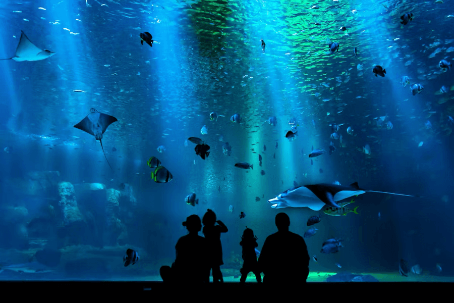 Aquariums: Current Art 1