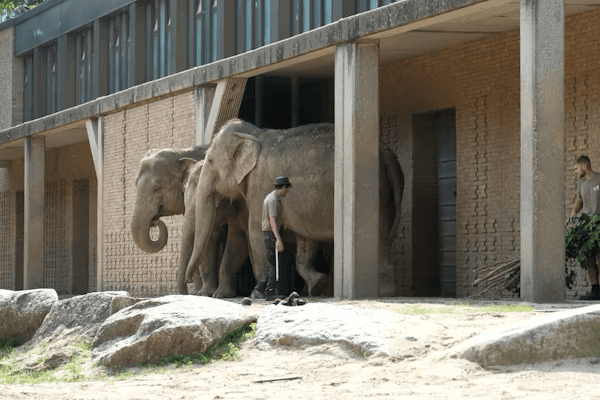 Zoos Art 1