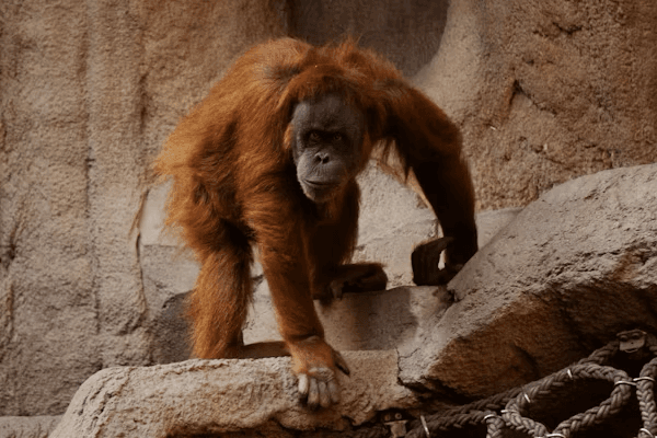 Zoos Art 2