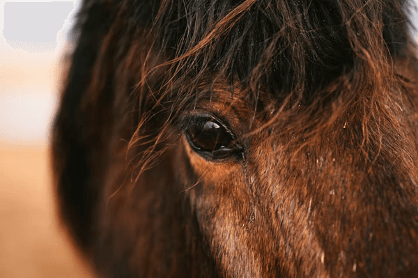 Horse Racing Art 2