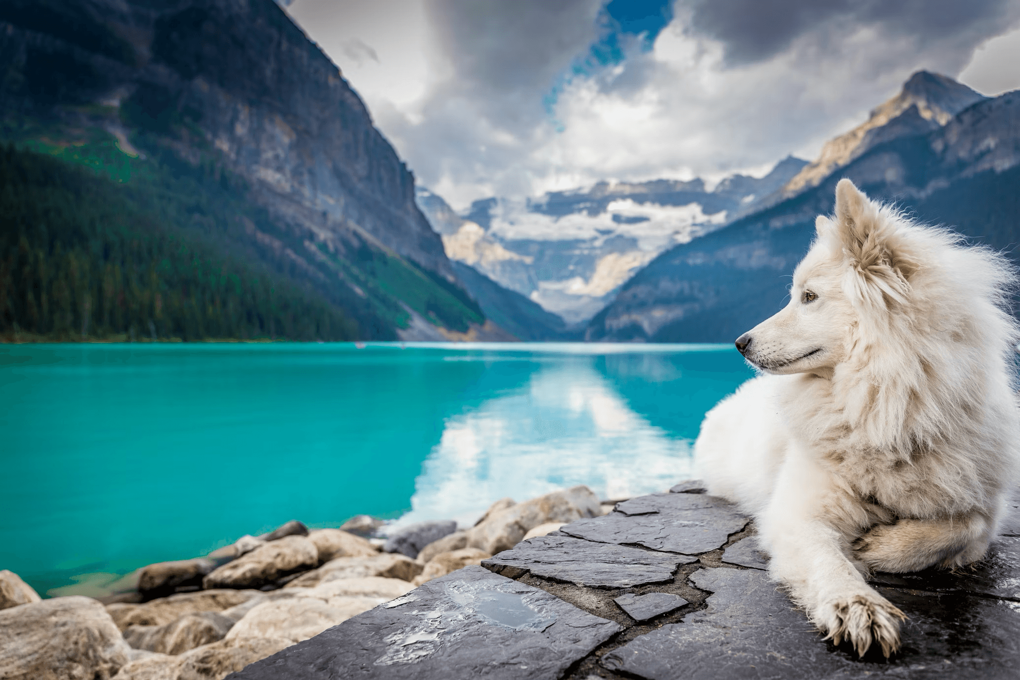 Animals & Pets 2