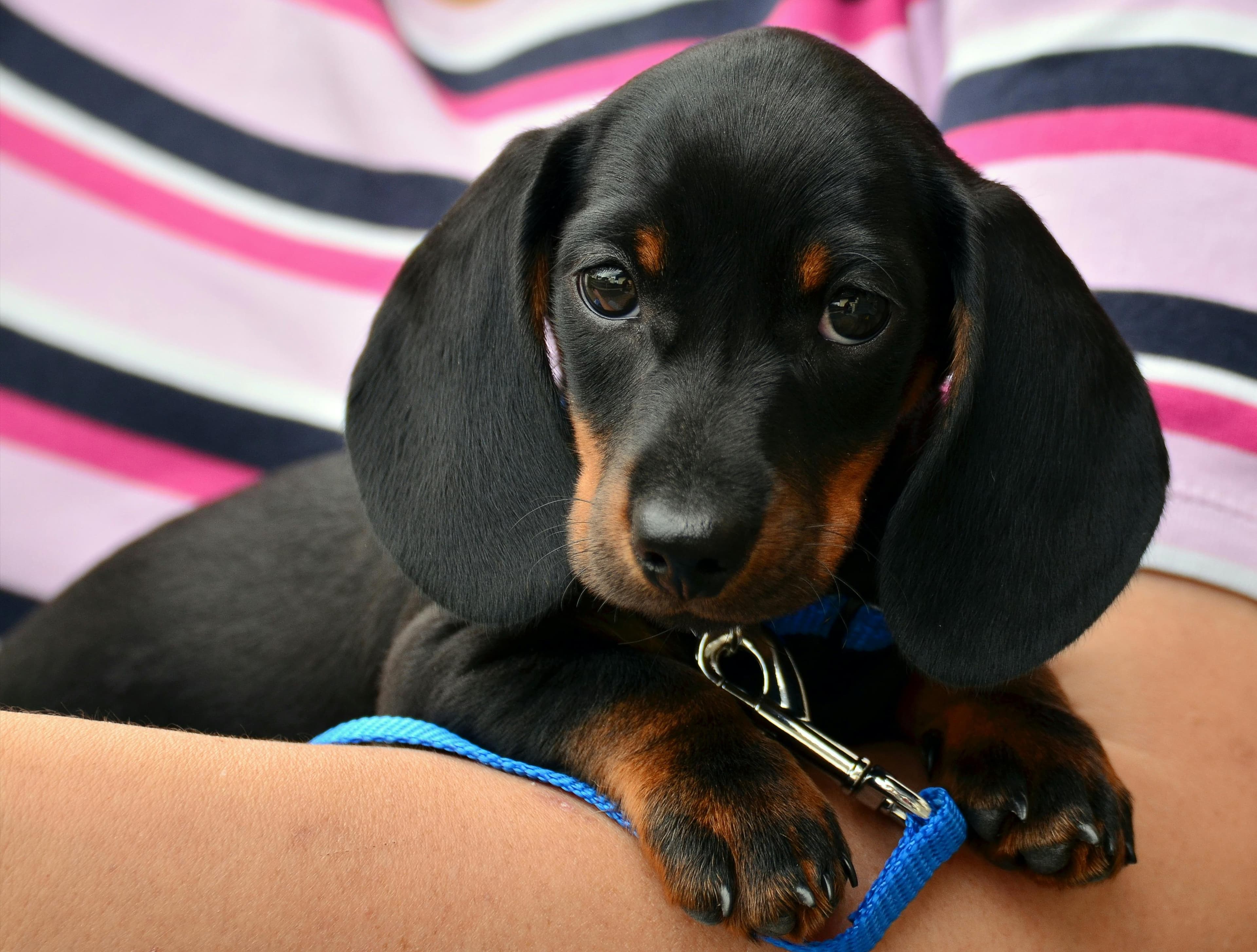 dachshund pet